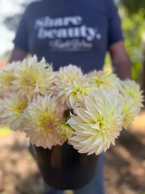 Bloomquist Cream Dahlia Tuber