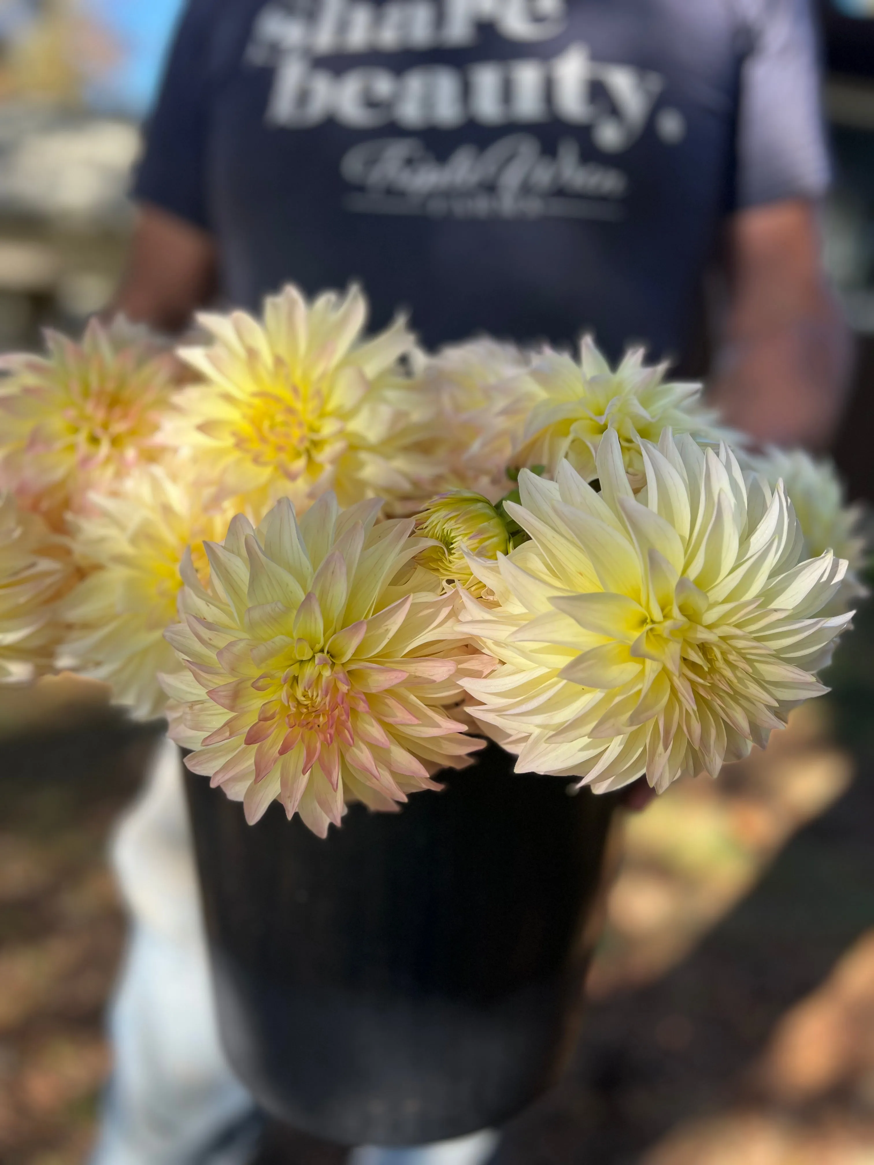 Bloomquist Cream Dahlia Tuber