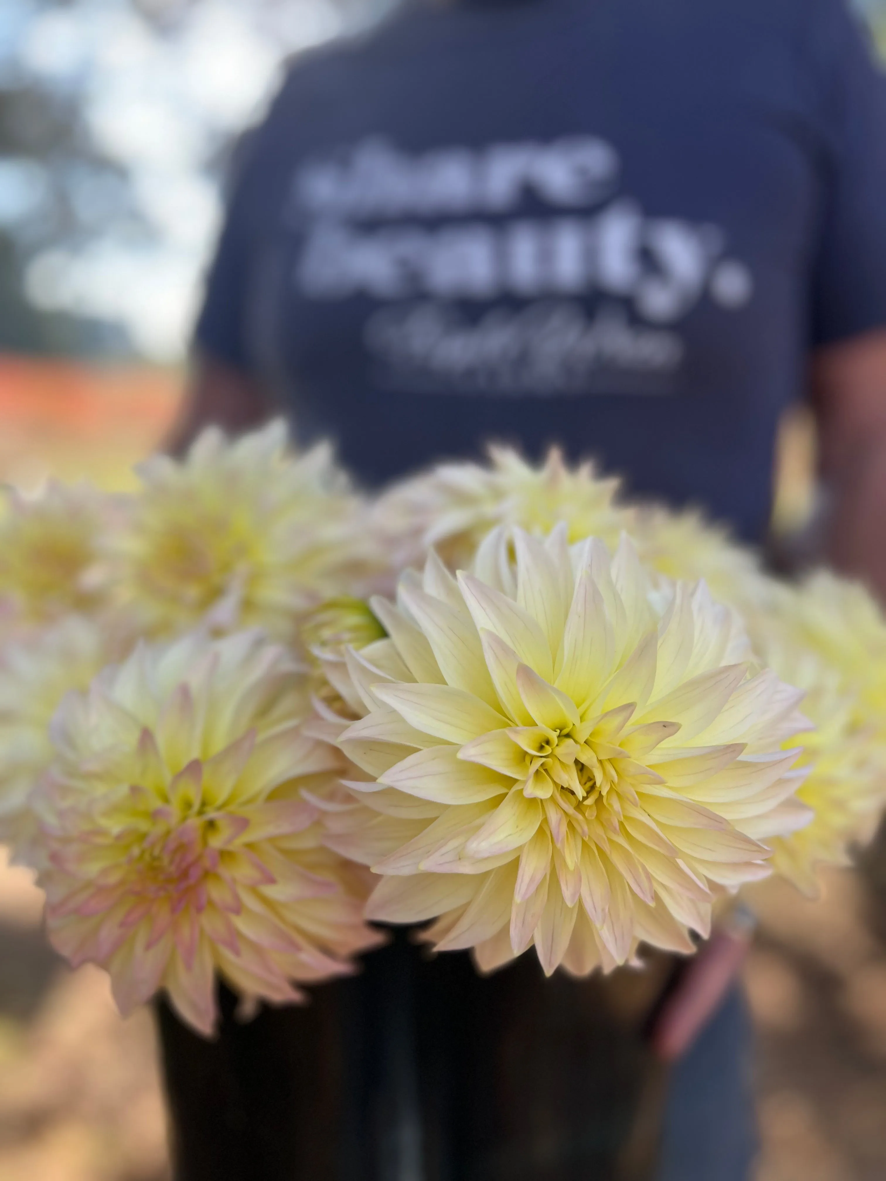 Bloomquist Cream Dahlia Tuber