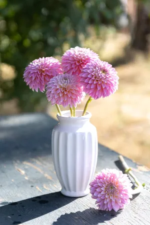 Bloomquist Essence Dahlia Plant: Rooted cutting