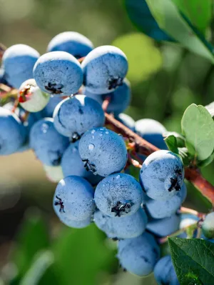 Blueberry - Powder Blue (Rabbit Eye)