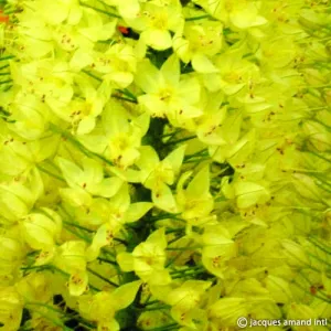 Eremurus 'Lemon Fizz'