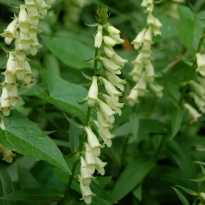 Small Yellow Foxglove (Digitalis lutea)